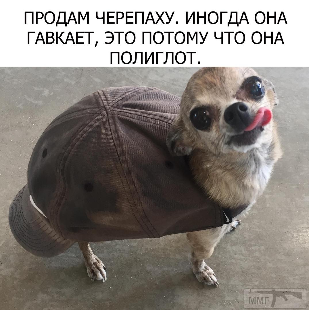 104525 - Смешные видео и фото с животными.