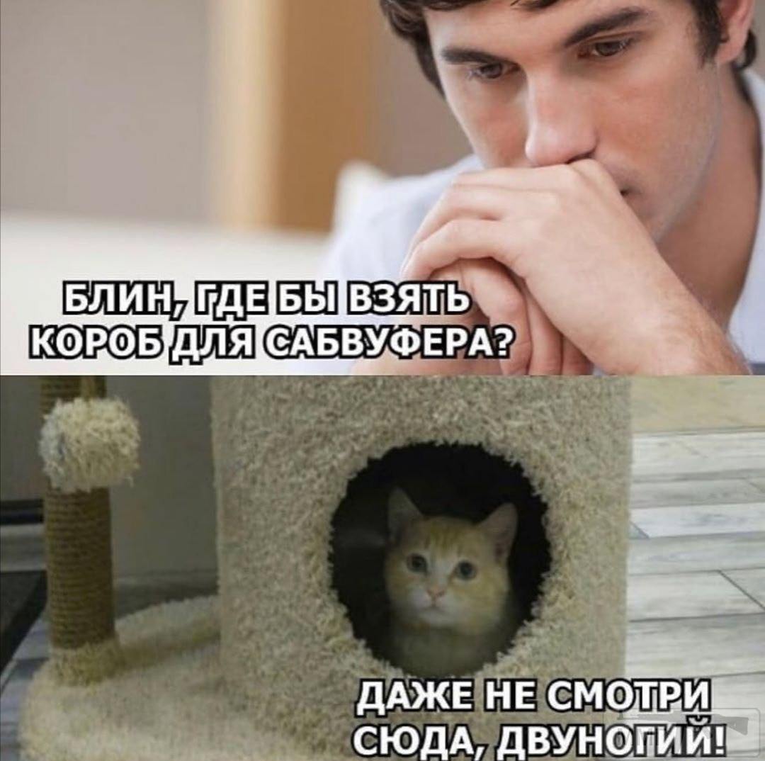111533 - Смешные видео и фото с животными.