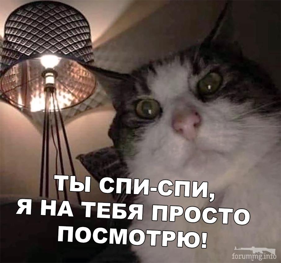 117696 - Смешные видео и фото с животными.