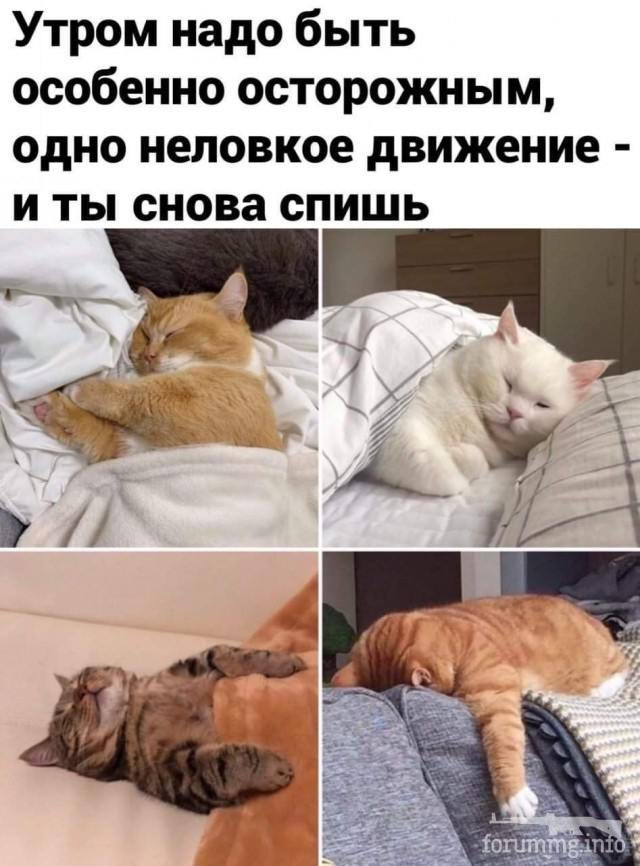 117697 - Смешные видео и фото с животными.