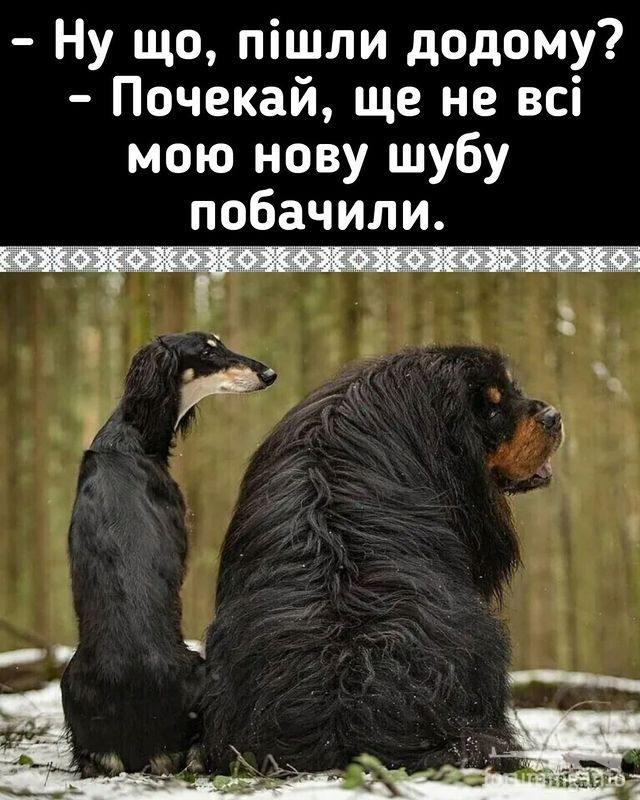 119685 - Смешные видео и фото с животными.