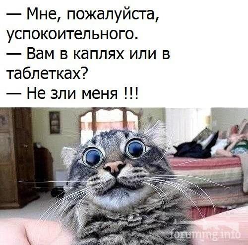 120887 - Смешные видео и фото с животными.