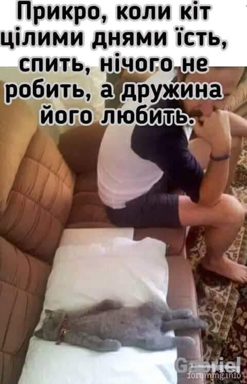 123236 - Смешные видео и фото с животными.