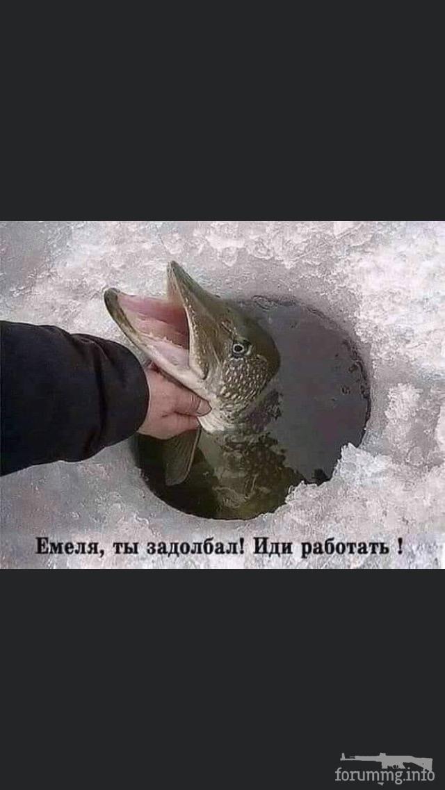 123251 - Смешные видео и фото с животными.