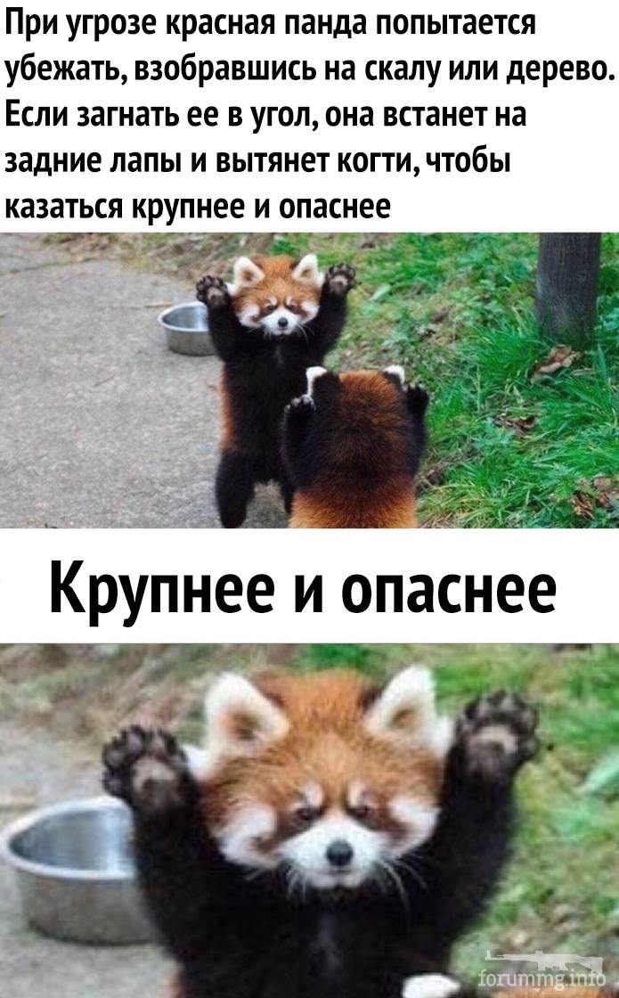 123446 - Смешные видео и фото с животными. (115.65 КБ) 554 просмотра 123446 - Смешные видео и фото с животными.