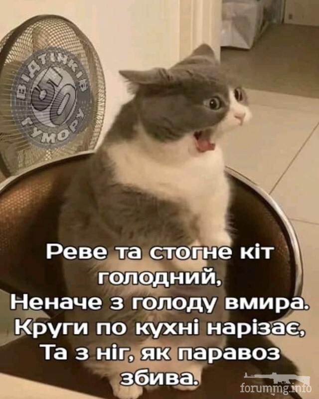 124662 - Смешные видео и фото с животными.