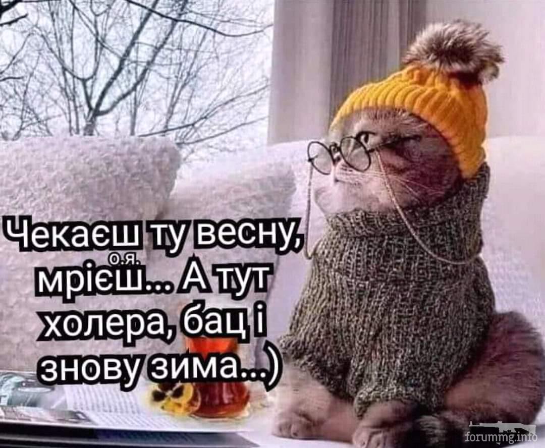 125187 - Смешные видео и фото с животными.
