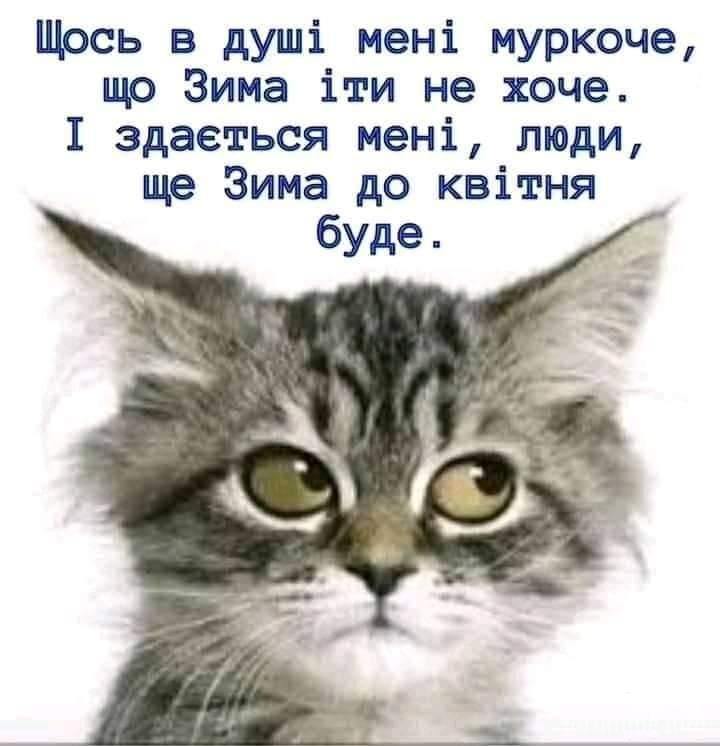 125188 - Смешные видео и фото с животными.