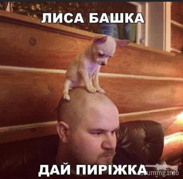 125199 - Смешные видео и фото с животными.