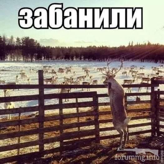 125206 - Смешные видео и фото с животными.