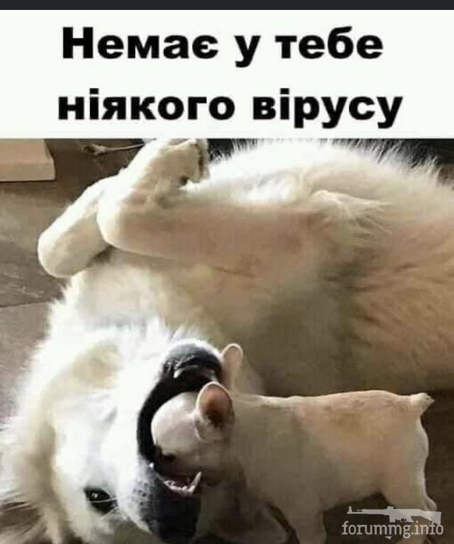 125245 - Смешные видео и фото с животными.