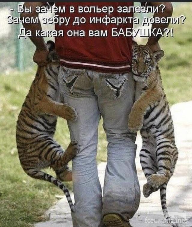 125354 - Смешные видео и фото с животными.