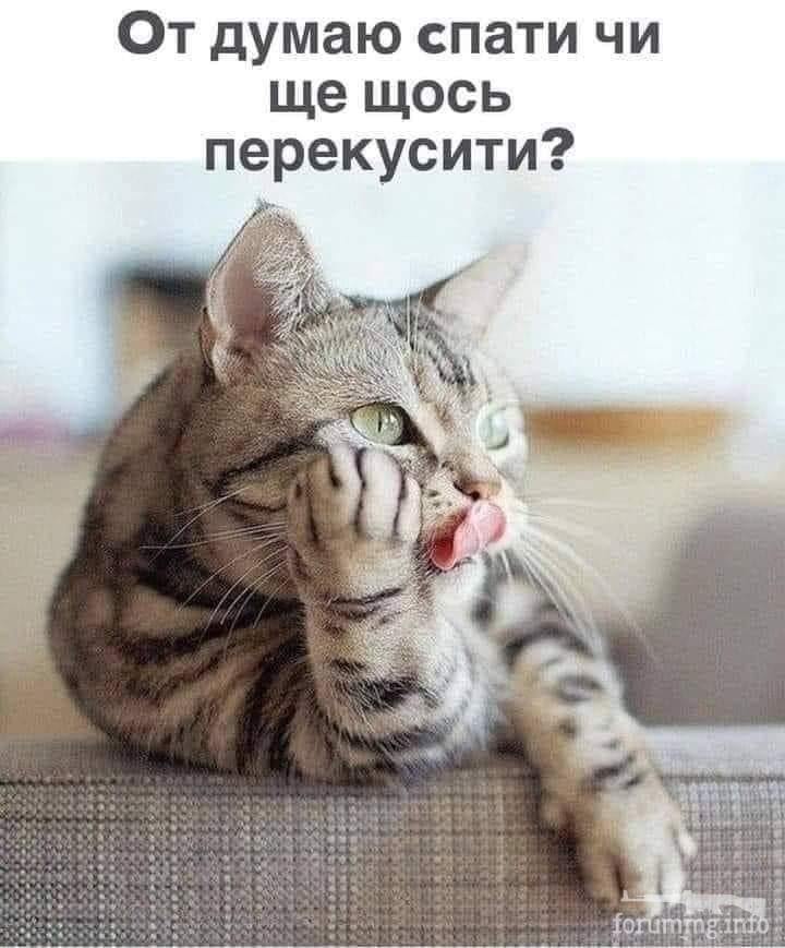 125357 - Смешные видео и фото с животными.