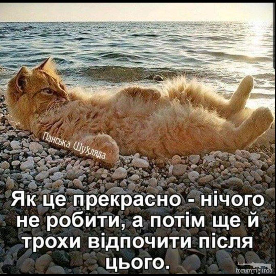 137041 - Смешные видео и фото с животными.
