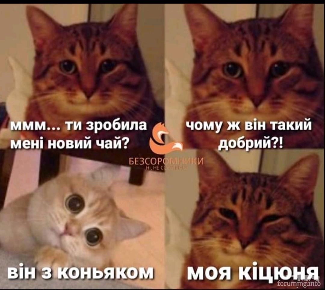 137043 - Смешные видео и фото с животными.
