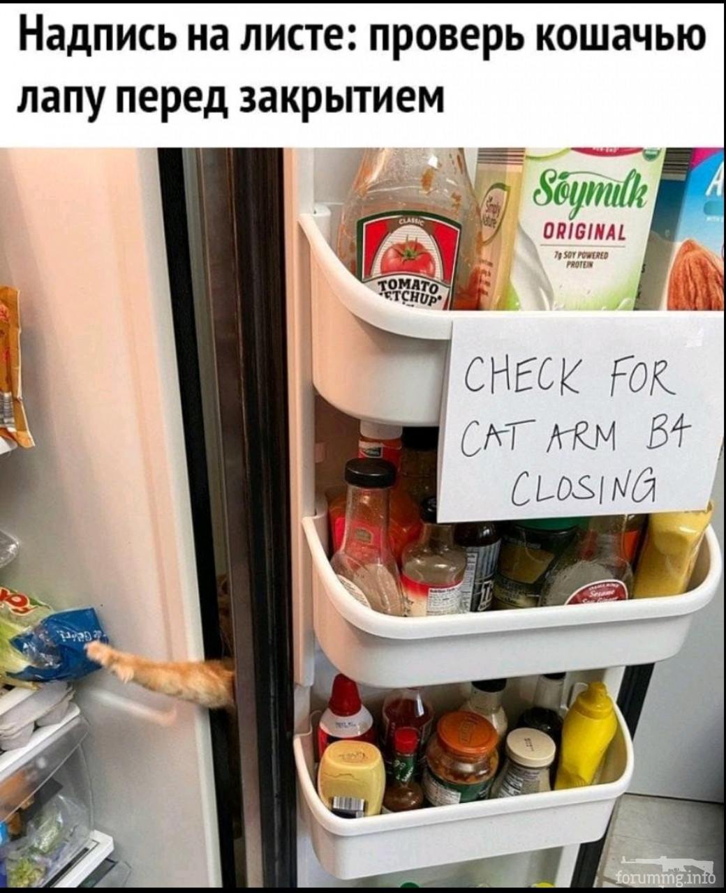 137109 - Смешные видео и фото с животными.