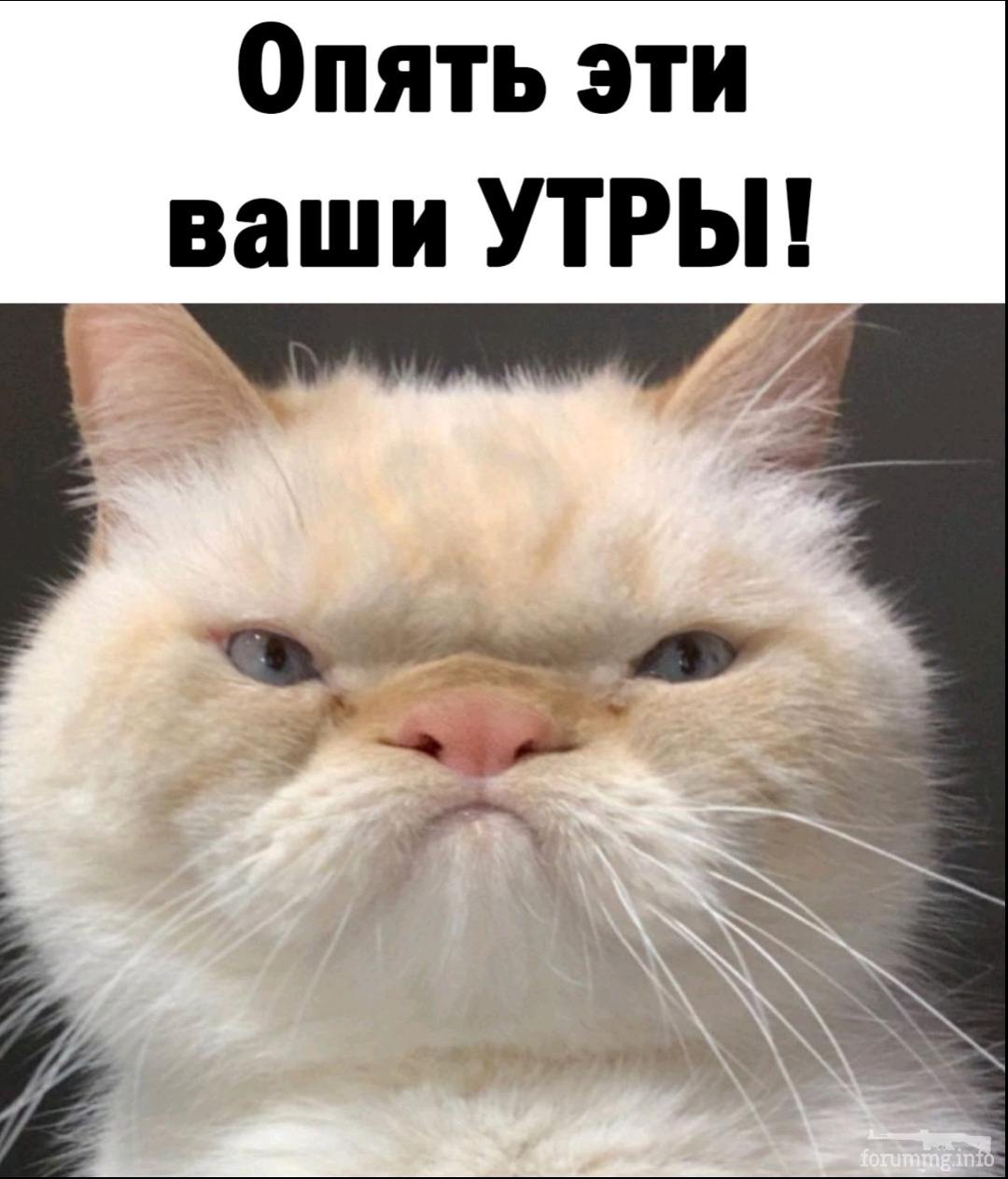 137110 - Смешные видео и фото с животными.