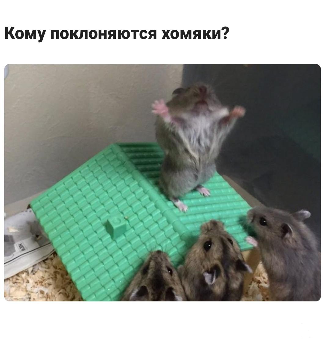 137147 - Смешные видео и фото с животными.
