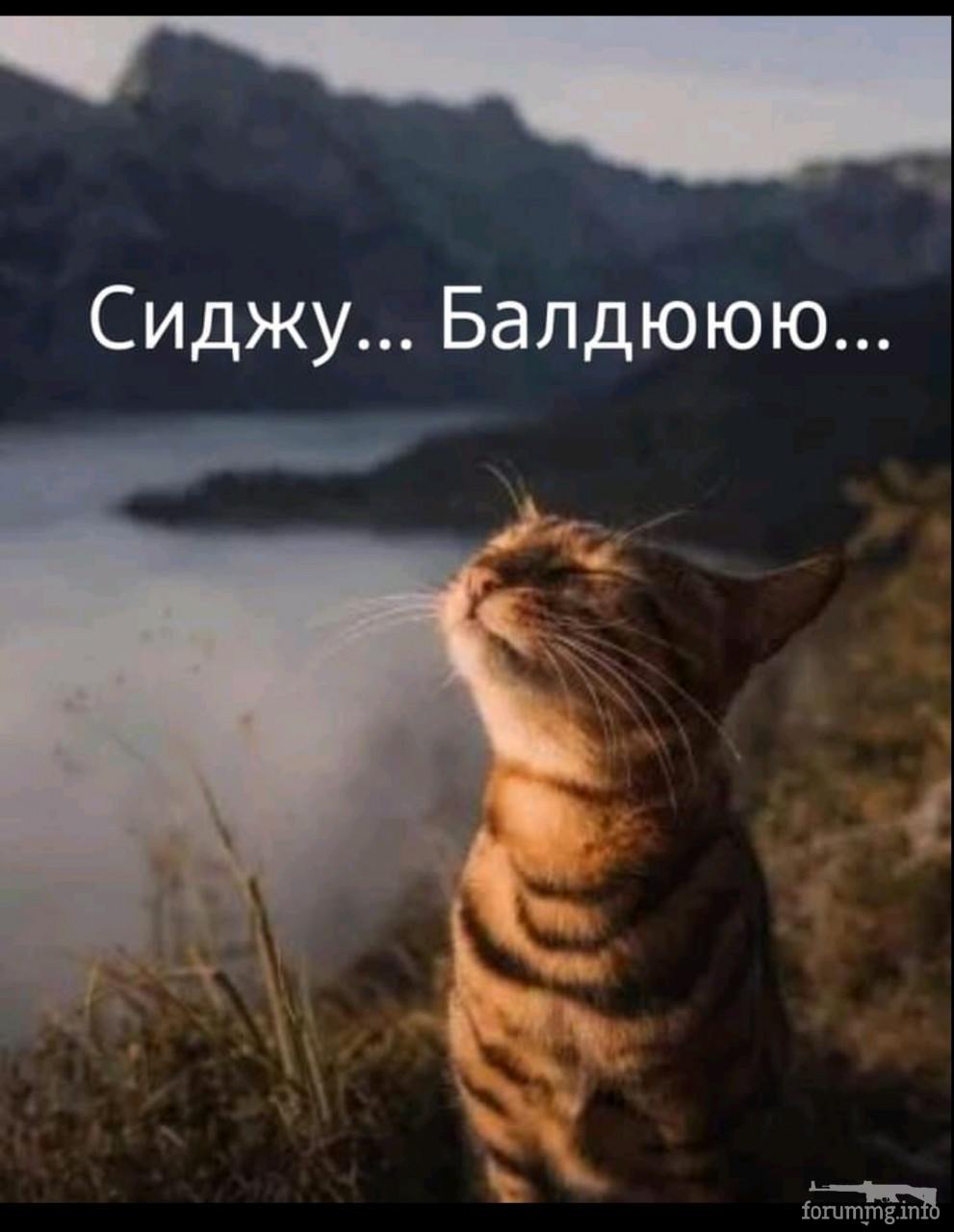 137155 - Смешные видео и фото с животными.