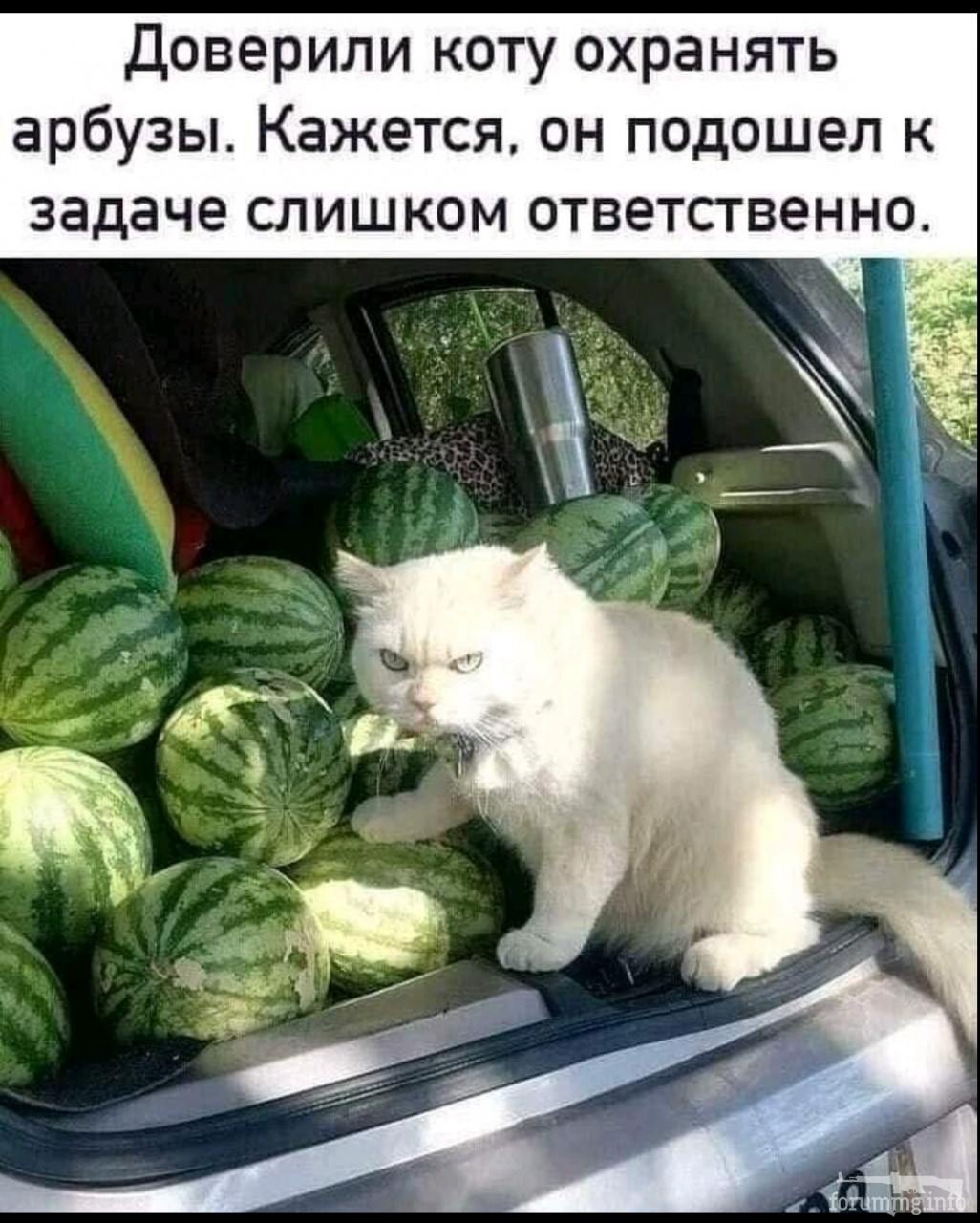 137158 - Смешные видео и фото с животными.