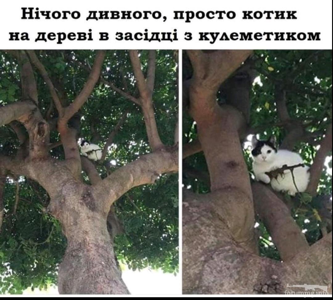 137217 - Смешные видео и фото с животными.