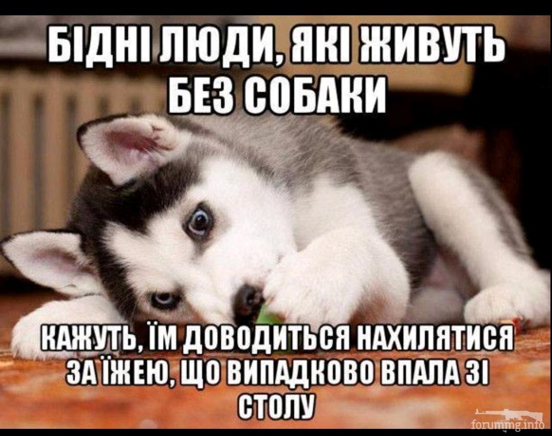 137219 - Смешные видео и фото с животными.