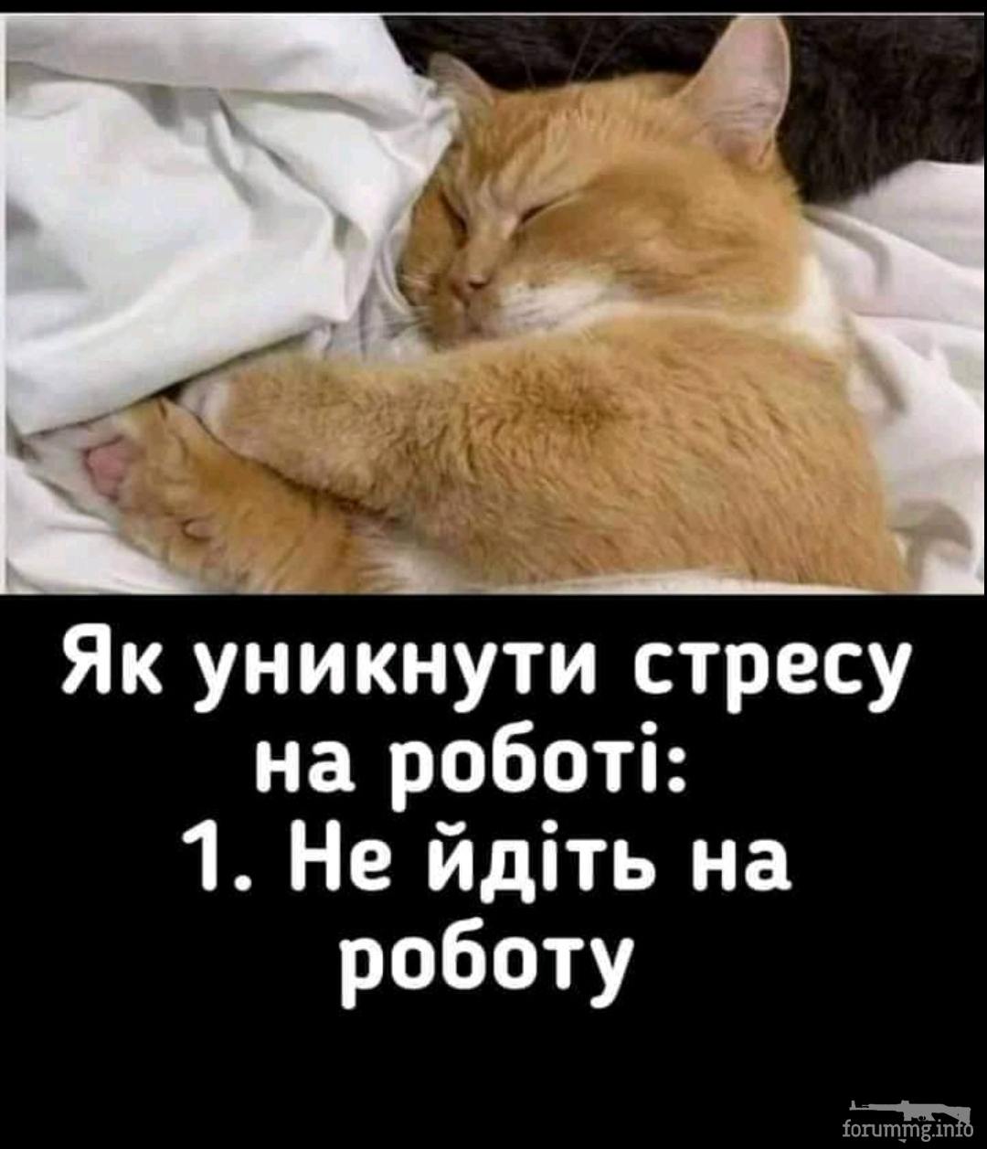 141062 - Смешные видео и фото с животными.