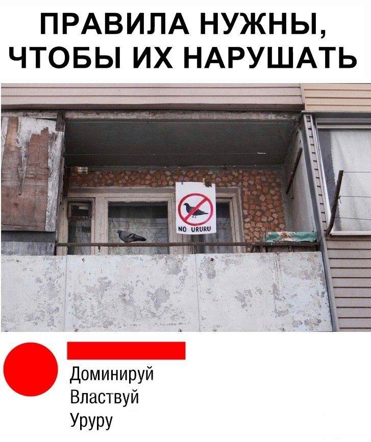 163456 - Смешные видео и фото с животными.