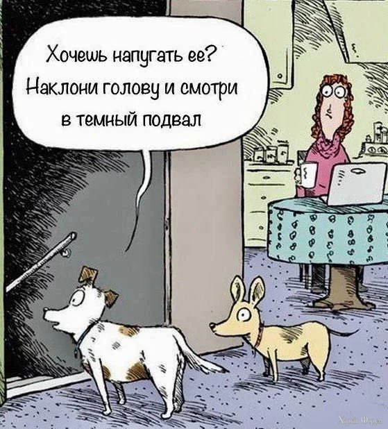 165316 - Смешные видео и фото с животными.