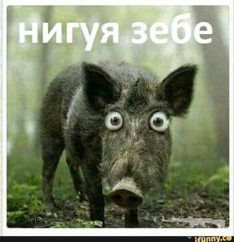 167448 - А в России чудеса! № 2 (32.4 КБ) 10 просмотров 167448 - А в России чудеса! № 2