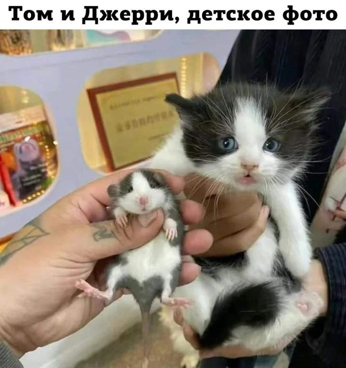 168270 - Смешные видео и фото с животными. (51.59 КБ) 1 просмотр 168270 - Смешные видео и фото с животными.