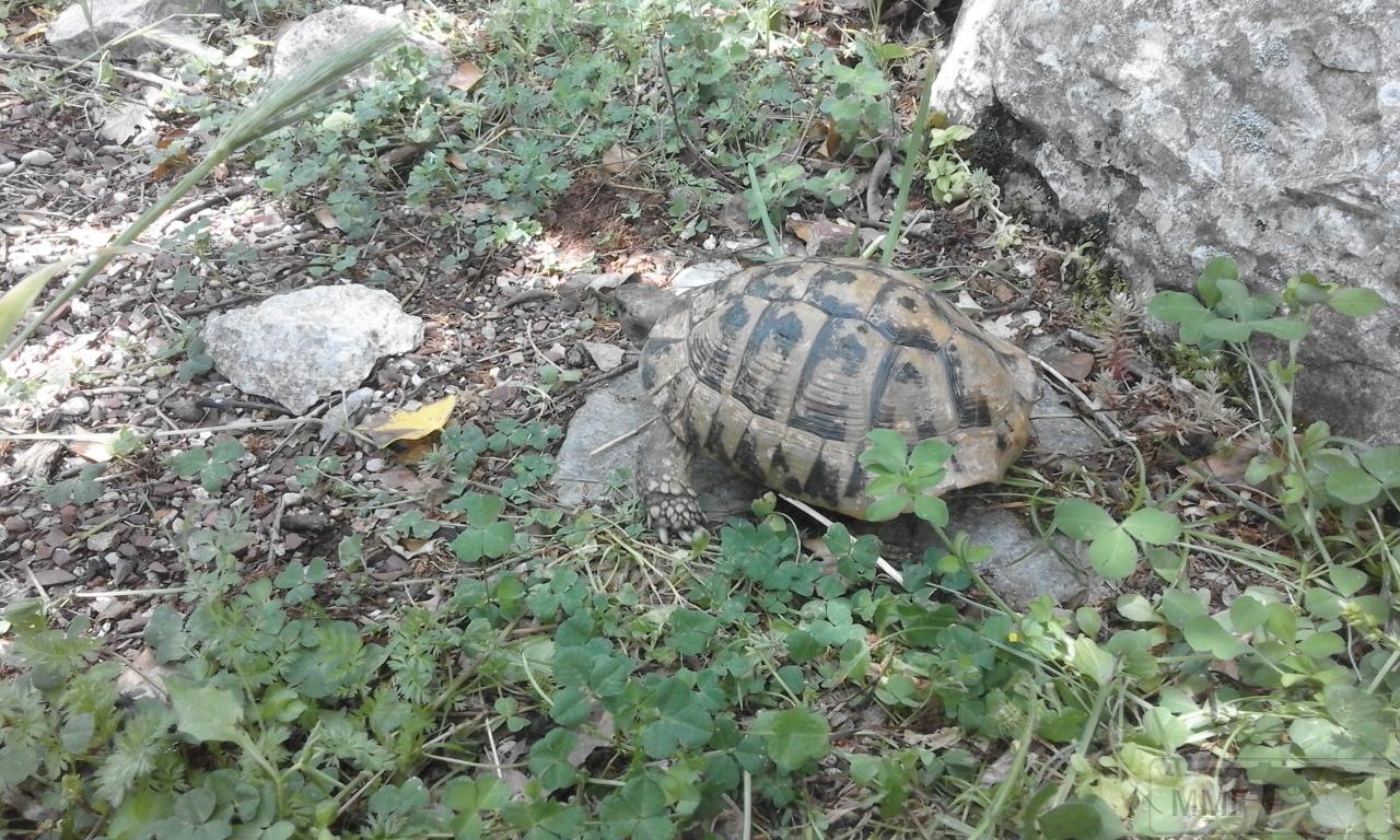 26104 - Граната Новицкого