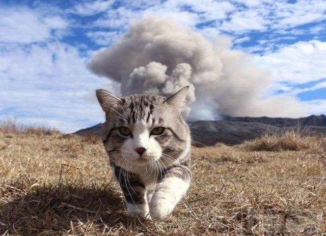 69085