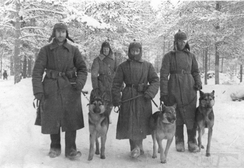 5158 - Собаки на фронтах Второй мировой