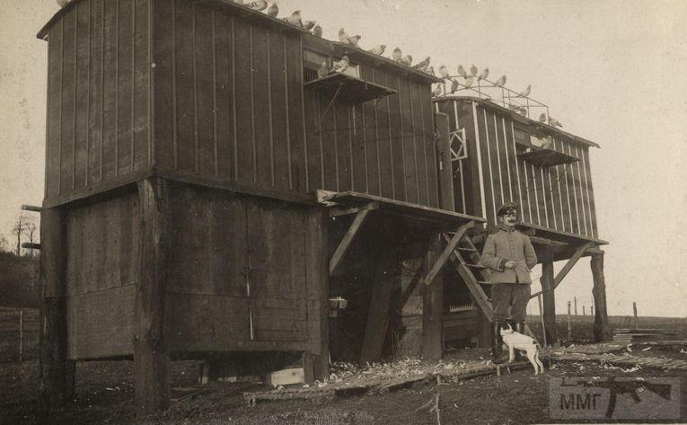 54659 - Военное фото. Западный фронт. 1914-1918г.г.