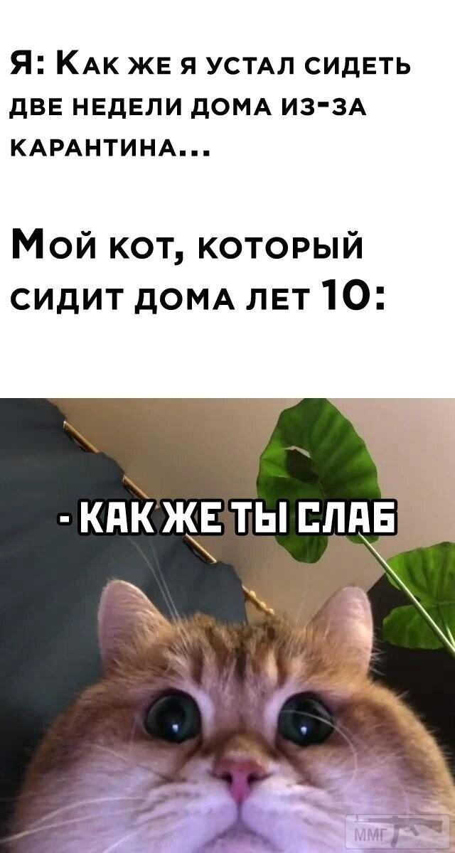 96781 - Вирус. Эпидемия.